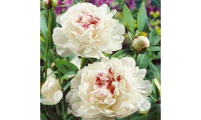 MARGSODIS, G. Daukšienės ūkis