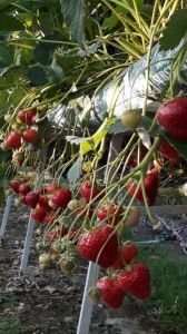 A.Streižio ūkis - sodo ir dekoratyvinių augalų aikštelė Utena, visa Lietuva