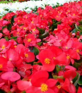 KRISTINOS GĖLININKYSTĖS ŪKIS