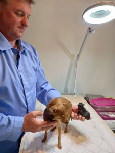 V. Jončo veterinarijos gydykla, veterinarijos paslaugos Šilutė, Klaipėdos apskritis