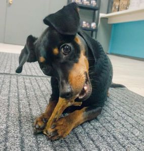 ARČIVET, MB - gyvūnų gydymas, kraujo tyrimai, ženklinimas, vakcinacijos, kirpykla Kaune, Petrašiūnuose