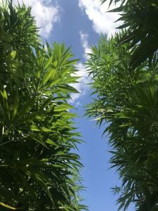 KANAPĖS ŽIEDAS, UAB - kanapių sėklos sėjai, maistinės, pašarinės, tekstilės gaminiai iš kanapių pluošto Kaunas, Lietuva