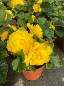 Gėlės Luksnėnuose - vienmetės ir daugiametės lauko gėlės, daržovių daigai  Alytaus apskritis