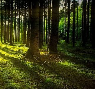 PERKA MIŠKĄ, MB - miško išsikirtimui pirkimas, miškininkystė  Anykščiai, Utena, Biržai, Molėtai, Panevėžio apskritis, Aukštaitija