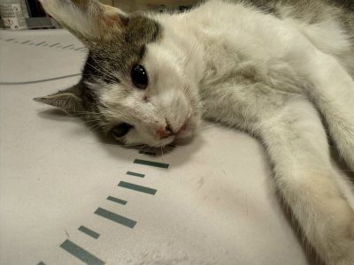 Smulkių gyvūnų gydymas ir diagnostika Šakiai