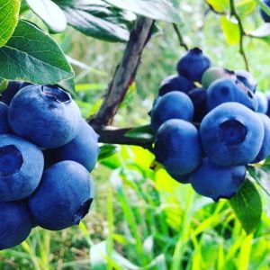 Šilauogių ir levandų ūkis