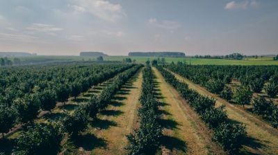 Vienas didžiausių Lietuvoje lazdyno riešutų ir trešnių sodas Alytaus rajone