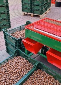 Riešutų derlius nuo rugpjūčio iki žiemos, lazdyno riešutų išrūšiavimas