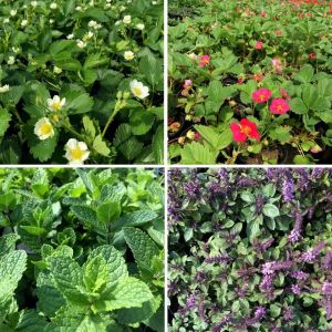 JOSVAINIŲ GĖLĖS, UAB - vienmetės, daugiametės gėlės, dekoratyviniai augalai Domeikava, Kauno rajonas