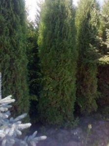 JŪSŲ SODUI, UAB administracija