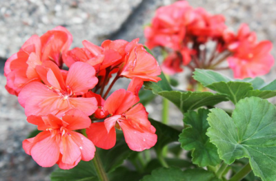 VLADO KARPAVIČIAUS GIRININKYSTĖS ŪKIS