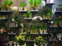 GĖLĖS STUDIJA, UAB