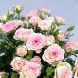 GĖLIŲ SALONAS - ARGELADA, D. Kuliukienės IĮ