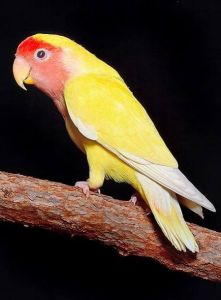 EGZOTINĖ GYVŪNIJA, zoo parduotuvė Kėdainiuose, R. Barkausko IĮ