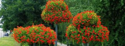 BIRŠTONO MIESTO TVARKYMO TARNYBA, BĮ