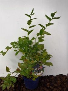 ŽELDINIAI TIK JUMS, UAB