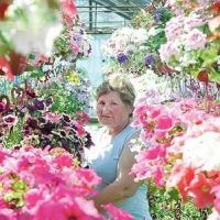 Jankauskų gėlių ir dekoratyvinių medelių ūkis, balkoninės, vasarinės, daugiametės gėlės Kretinga, Klaipėdos apskritis